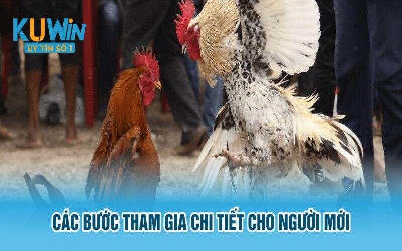 Ba bước bắt đầu chơi đá gà cho tân thủ