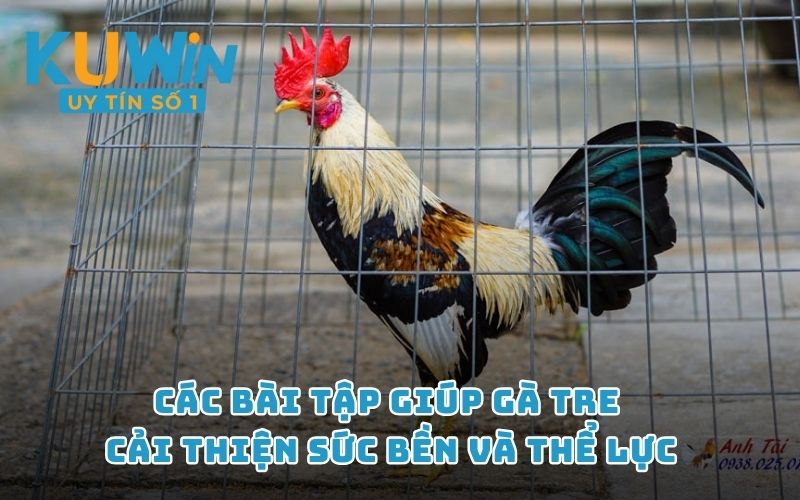 Các bài tập giúp gà tre cải thiện sức bền và thể lực