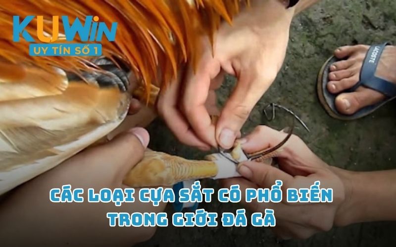 Các loại cựa sắt có phổ biến trong giới đá gà 