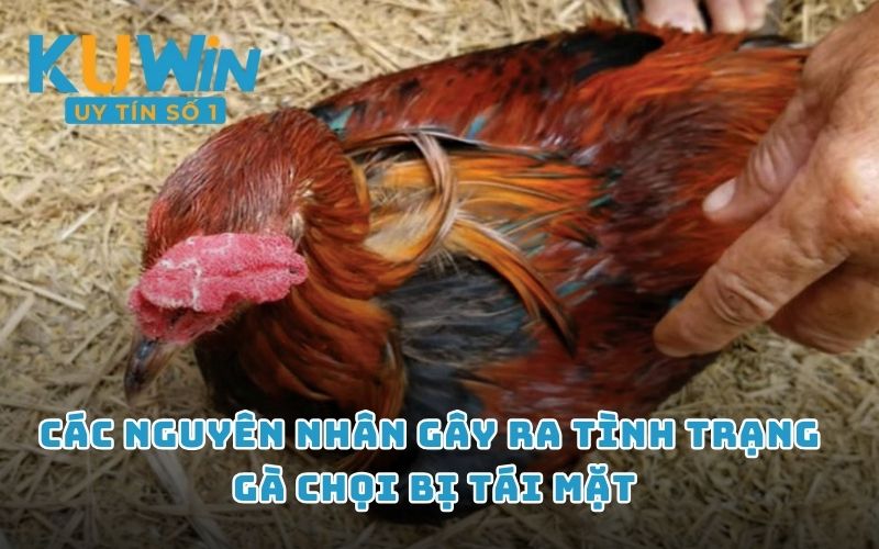 Các nguyên nhân gây ra tình trạng gà chọi bị tái mặt