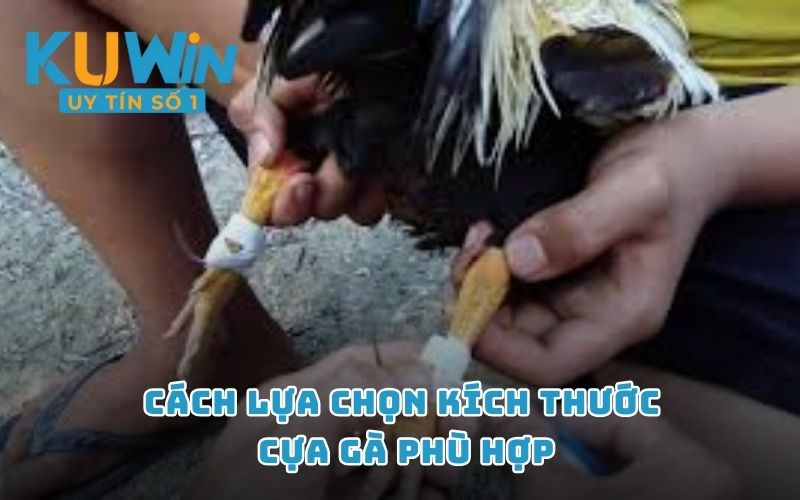 Cách lựa chọn kích thước cựa gà phù hợp