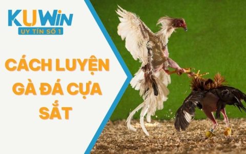 Cách Luyện Gà Đá Cựa Sắt - Chi Tiết Từ A – Z Sư Kê Nên Biết