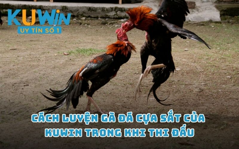 Cách luyện gà đá cựa sắt của KUWIN trong khi thi đấu