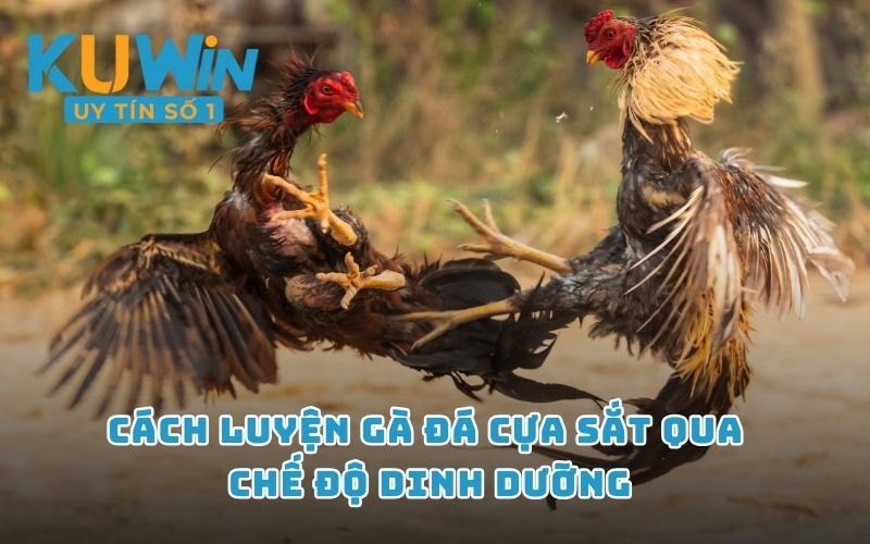 Cách luyện gà đá cựa sắt qua chế độ dinh dưỡng