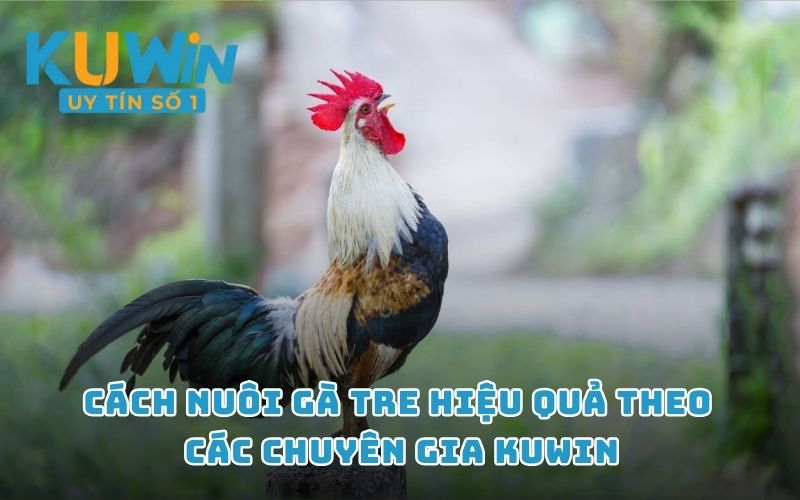 Cách nuôi gà tre hiệu quả theo các chuyên gia KUWIN