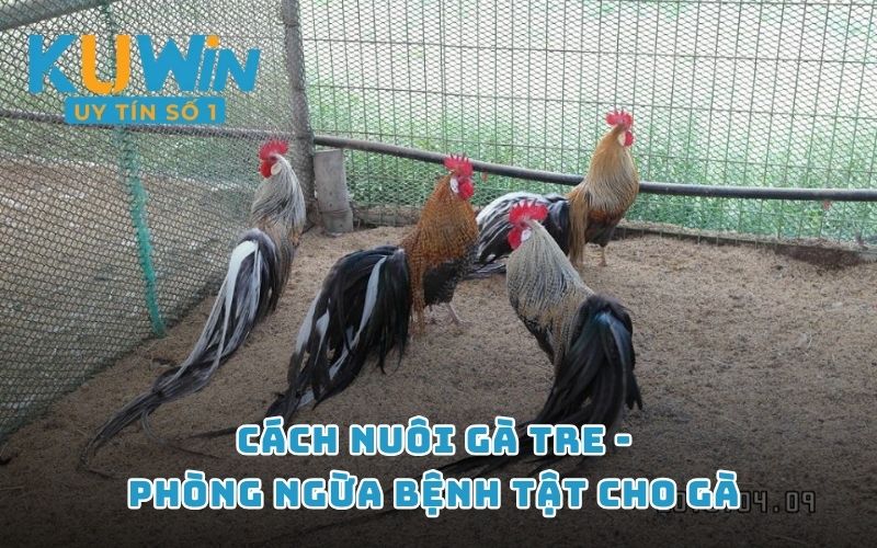 Cách nuôi gà tre - Phòng ngừa bệnh tật cho gà 