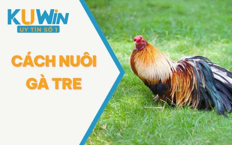 Cách Nuôi Gà Tre - Chuẩn Không Cần Chỉnh Dành Cho Kê Thủ