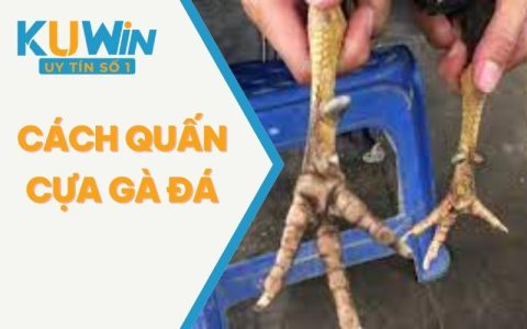 Cách Quấn Cựa Gà Đá Hay Nhất Từ Xưa Đến Nay Từ KUWIN