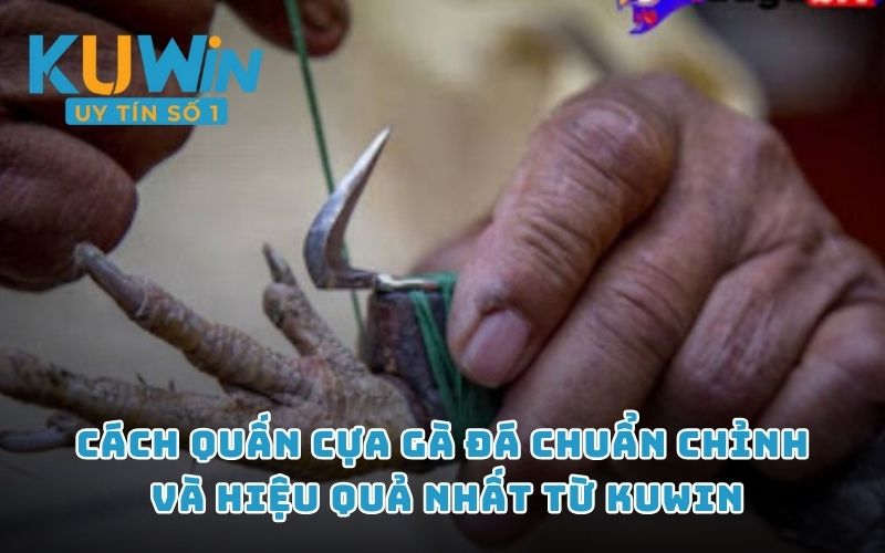 Cách quấn cựa gà đá chuẩn chỉnh và hiệu quả nhất từ KUWIN