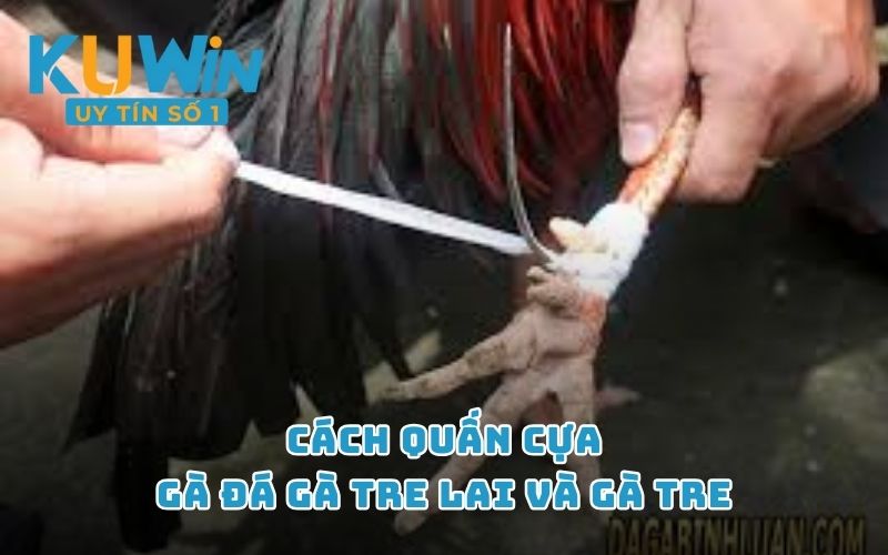 Cách quấn cựa gà đá gà tre lai và gà tre 