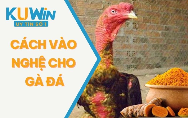 Cách Vào Nghệ Cho Gà Đá Đến Từ KUWIN - Tìm Hiểu Ngay