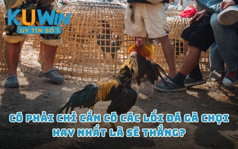 Có phải chỉ cần có các lối đá gà chọi hay nhất là sẽ thắng?