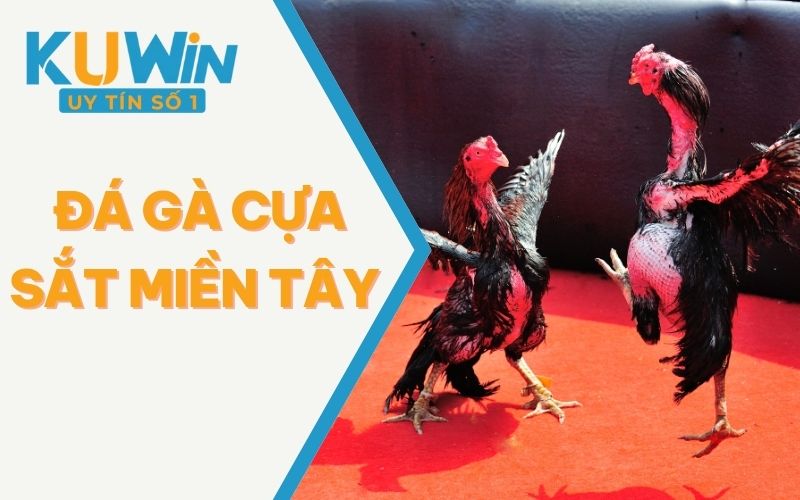 Đá Gà Cựa Sắt Miền Tây - Xem Trực Tiếp 24/7 Mọi Nơi Mọi Lúc