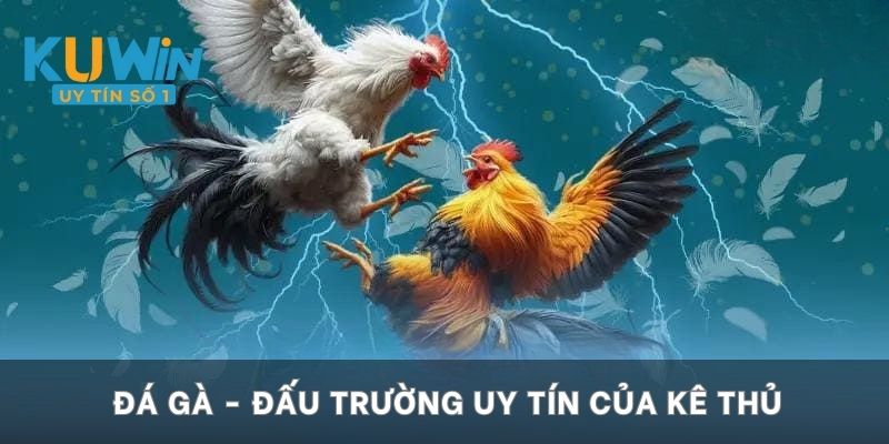 Đá gà - Đấu trường uy tín của kê thủ