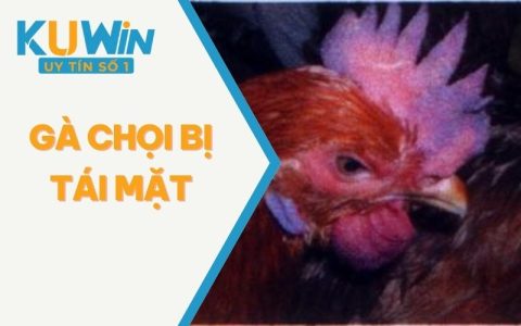 Bí Mật Top 3 Cách Trị Gà Chọi Bị Tái Mặt Được Sư Kê Sử Dụng