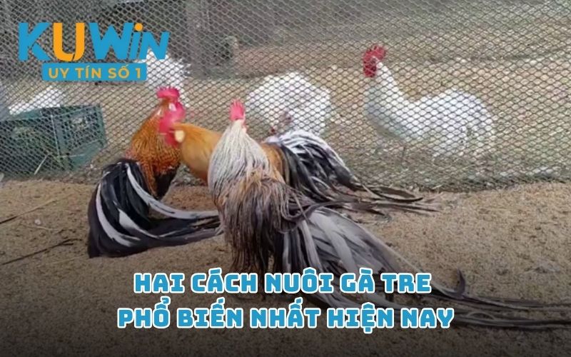 Hai cách nuôi gà tre phổ biến nhất hiện nay