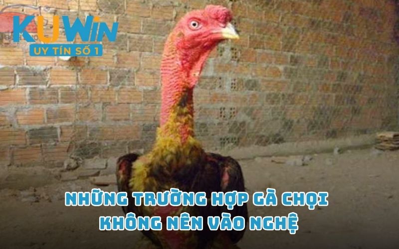 Những trường hợp gà chọi không nên vào nghệ