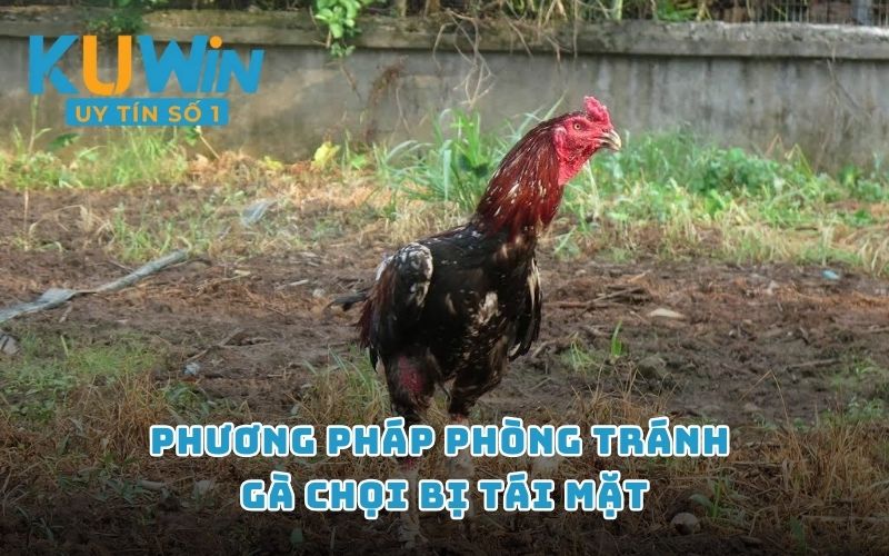 Phương pháp phòng tránh gà chọi bị tái mặt