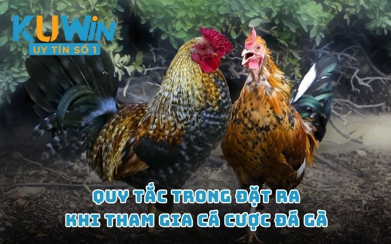  Quy tắc trong đặt ra khi tham gia cá cược đá gà