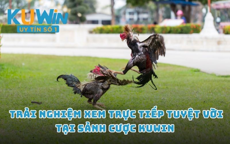  Trải nghiệm xem trực tiếp tuyệt vời tại sảnh cược KUWIN